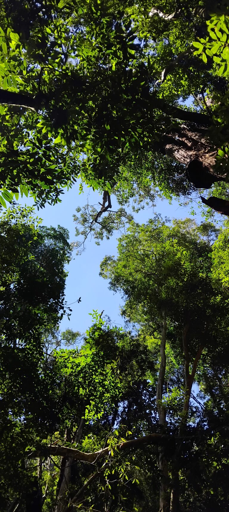Manhã de Interiorização | Experiência de Imersão na Natureza